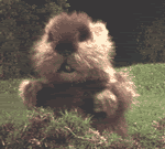 Gopher